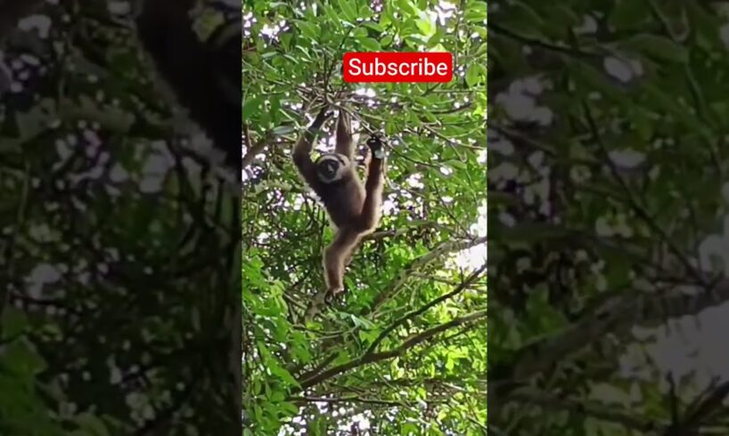 Gibons Playing In The tres#jungle #owa #gibson #animals #wildlife #nature #monkeys
