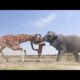 Giraffe Vs Elephant fight for Water