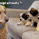 Golden Retriever Meets 2 Week Old Rescue Puppies for the First Time