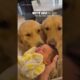 Golden Retrievers Meet Baby! ❤️