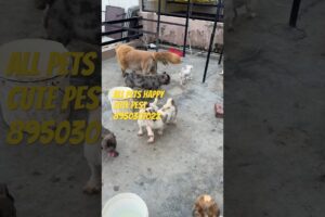 Golden Ritiver with cute puppies #petlover #shorts #dogshorts