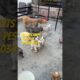 Golden Ritiver with cute puppies #petlover #shorts #dogshorts