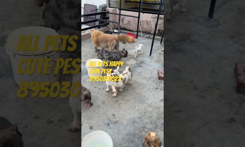 Golden Ritiver with cute puppies #petlover #shorts #dogshorts