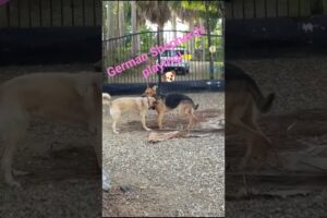 Golden Shepherd and German Shepherd are playing nicely!