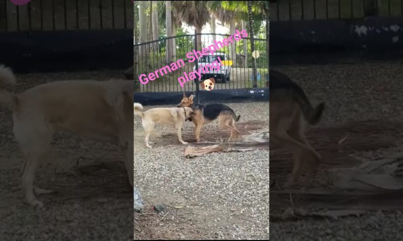Golden Shepherd and German Shepherd are playing nicely!