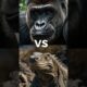 Gorilla vs. wild Animals (Lion, Hippo, Leopard) - Animal Fights