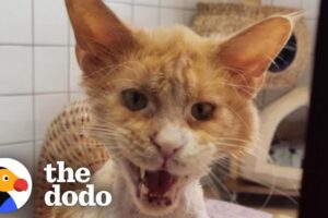 Grateful Rescue Cat's Stunning Transformation | The Dodo