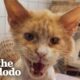 Grateful Rescue Cat's Stunning Transformation | The Dodo