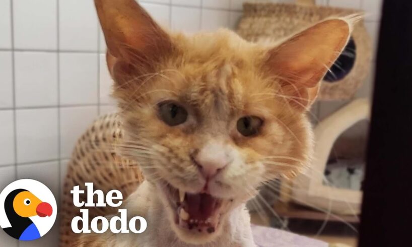 Grateful Rescue Cat's Stunning Transformation | The Dodo