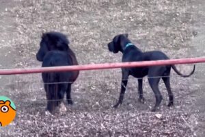 Great Dane Slips to Play With Mini Horse. Owner Cracks Up  | Cuddle Buddies