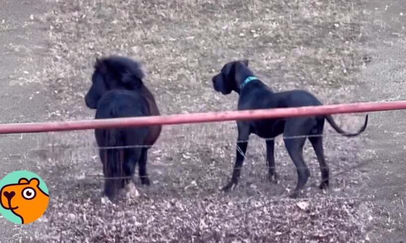 Great Dane Slips to Play With Mini Horse. Owner Cracks Up  | Cuddle Buddies