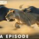 Greatest Fights in the Animal Kingdom MEGA EPISODE | 4K UHD