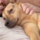 He rescued a dog, but he never expected their bond to be this strong.