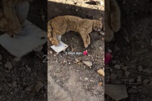 Heartbreaking before and after -A Stray Cat's Life💔 #shorts