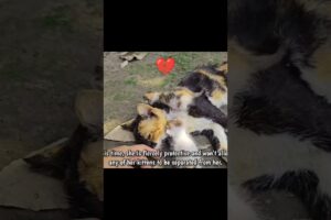 Heartwarming Rescue: Fiercely Protective Mother Cat and Her Tiny Kittens #shorts