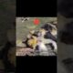 Heartwarming Rescue: Fiercely Protective Mother Cat and Her Tiny Kittens #shorts