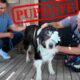 Here's what Happened to Cassie...🥺 | PUPDATE
