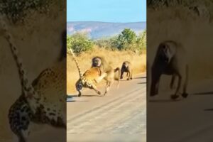 Heroic Alpha Baboon Saves His Group From a Leopard