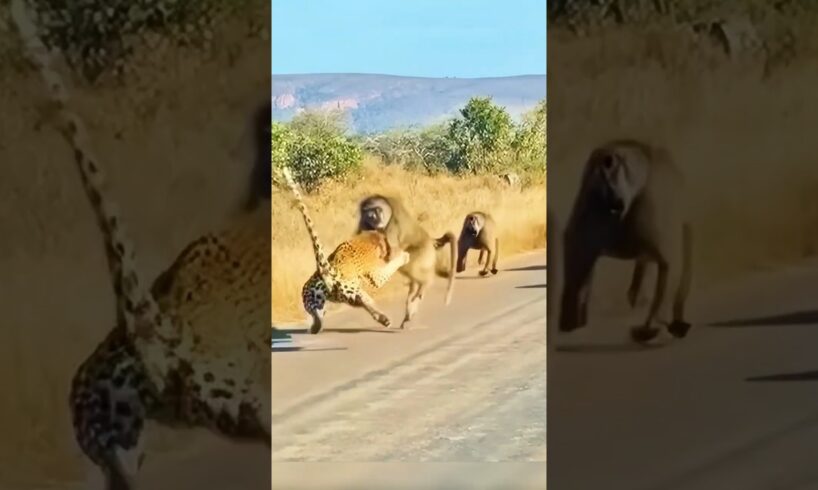 Heroic Alpha Baboon Saves His Group From a Leopard