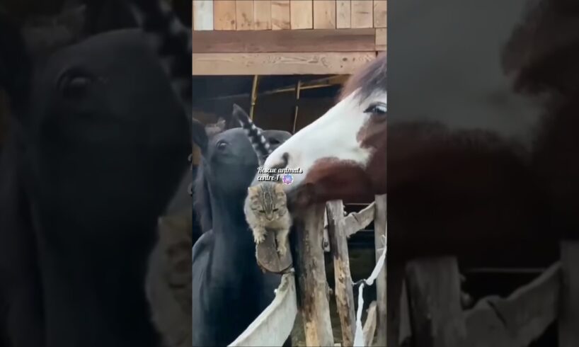 Horse Playing with the cats#cat #shortsviral #shortvideo #horse #animals