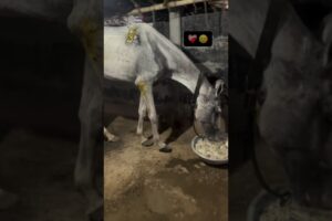 Horse rescue ❤️‍🩹🥺instagram -manavsharma_12  #help #support #savetheanimals #animals #love