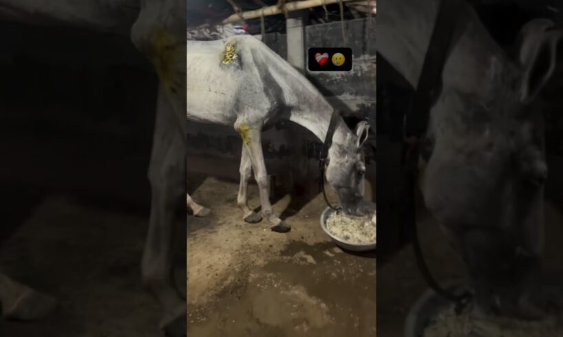 Horse rescue ❤️‍🩹🥺instagram -manavsharma_12  #help #support #savetheanimals #animals #love