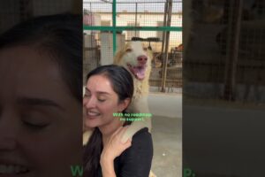How One Woman Is Transforming Animal Rescue in Pakistan | The Dodo