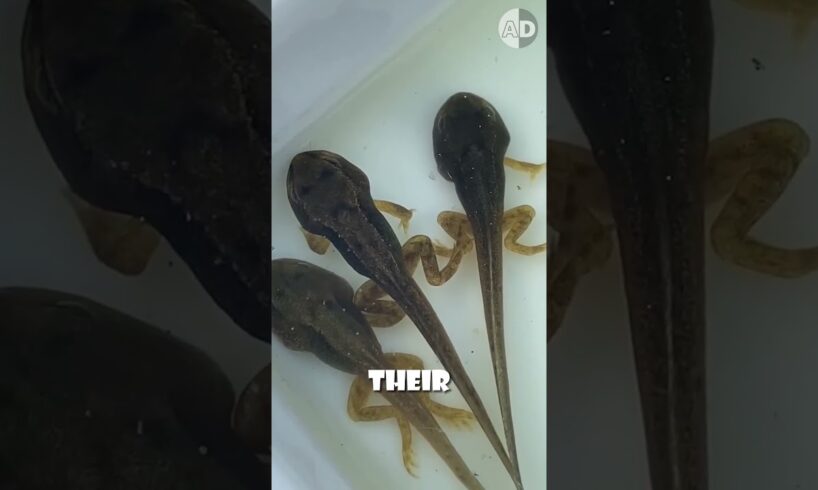 How Tadpoles Transform Into Frogs – The Incredible Process!