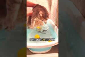 🛁How to Bathe Your Cat in 5 Simple Steps