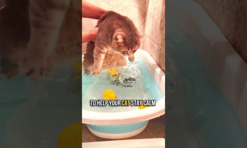 ๐How to Bathe Your Cat in 5 Simple Steps