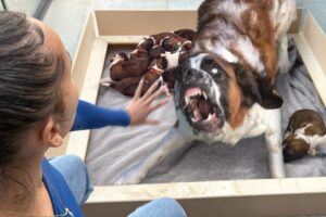 Huge Rescue Dog Gives Birth and Everything Goes Wrong..