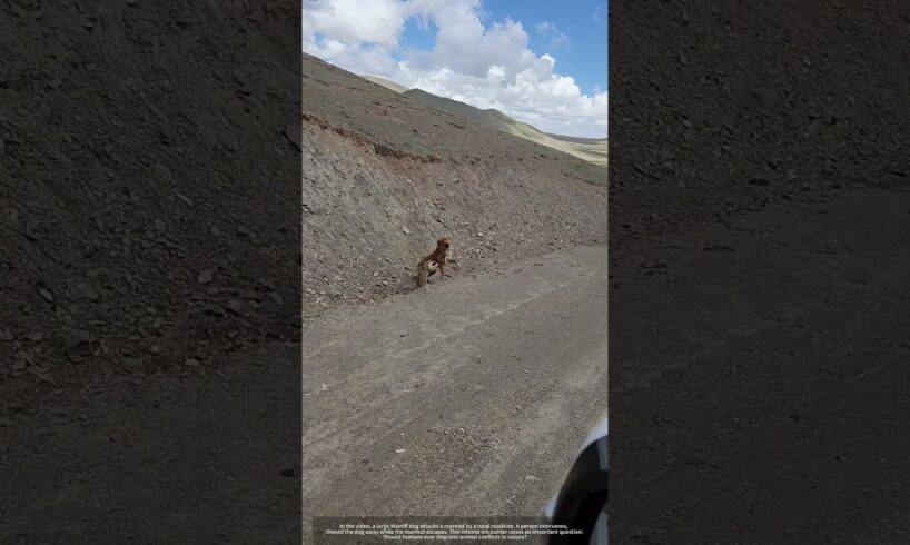 Human Role: Stopping Animal Fights ?