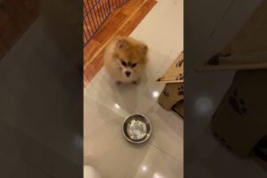 Hungry Puppy Throws Tantrum For More Food