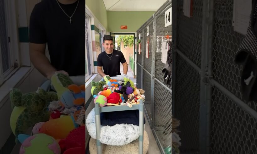 I SURPRISED shelter dogs 🥺❤️