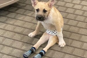 I took home paralyzed dog. Then came the big surprise