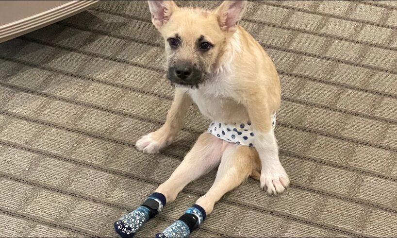 I took home paralyzed dog. Then came the big surprise