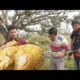 Indian Style Full Chicken Roast Preparation by Street Food Loves You Team