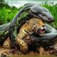 Jaguar Trapped by Giant Anaconda in the Mud | Unbelievable Animal Fights Caught on Camera