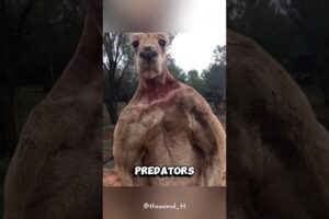 Kangaroo’s Ultimate Defense
