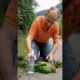 Kind Man Rescues Parrot and Her Chicks by the Road 🦜👶 #shorts #parrotrescue #kindness