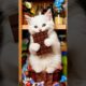 Kitten is addicted to chocolate 🍫 #cat #cute #kitten