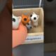 Kitty adoption shelter😿🐈 #animation  #adoption #cats