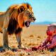 Lion Attack On Baby | Wild Rescue | Emotional story | Animal Story English