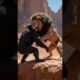 Lion Fights Gorilla-Epic Battle 🦁🦍￼#gorilla #lion #animals #wildlife #shorts
