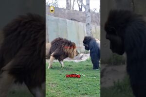 Lion VS Gorilla Meet Secretly at The Zoo!