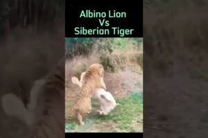 Lion and Tiger Showdown: Albino Lion Dominates Siberian Tiger in a One-on-One Fight