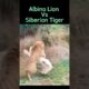Lion and Tiger Showdown: Albino Lion Dominates Siberian Tiger in a One-on-One Fight
