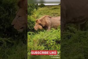 Lion vs Black Bear Fight | Wild Animal  | wild animal fight caught on camera @wildlifenazary