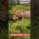 Lion vs Black Bear Fight | Wild Animal  | wild animal fight caught on camera @wildlifenazary