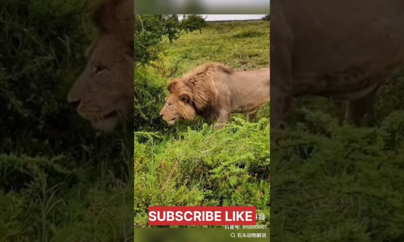 Lion vs Black Bear Fight | Wild Animal | wild animal fight caught on camera @wildlifenazary